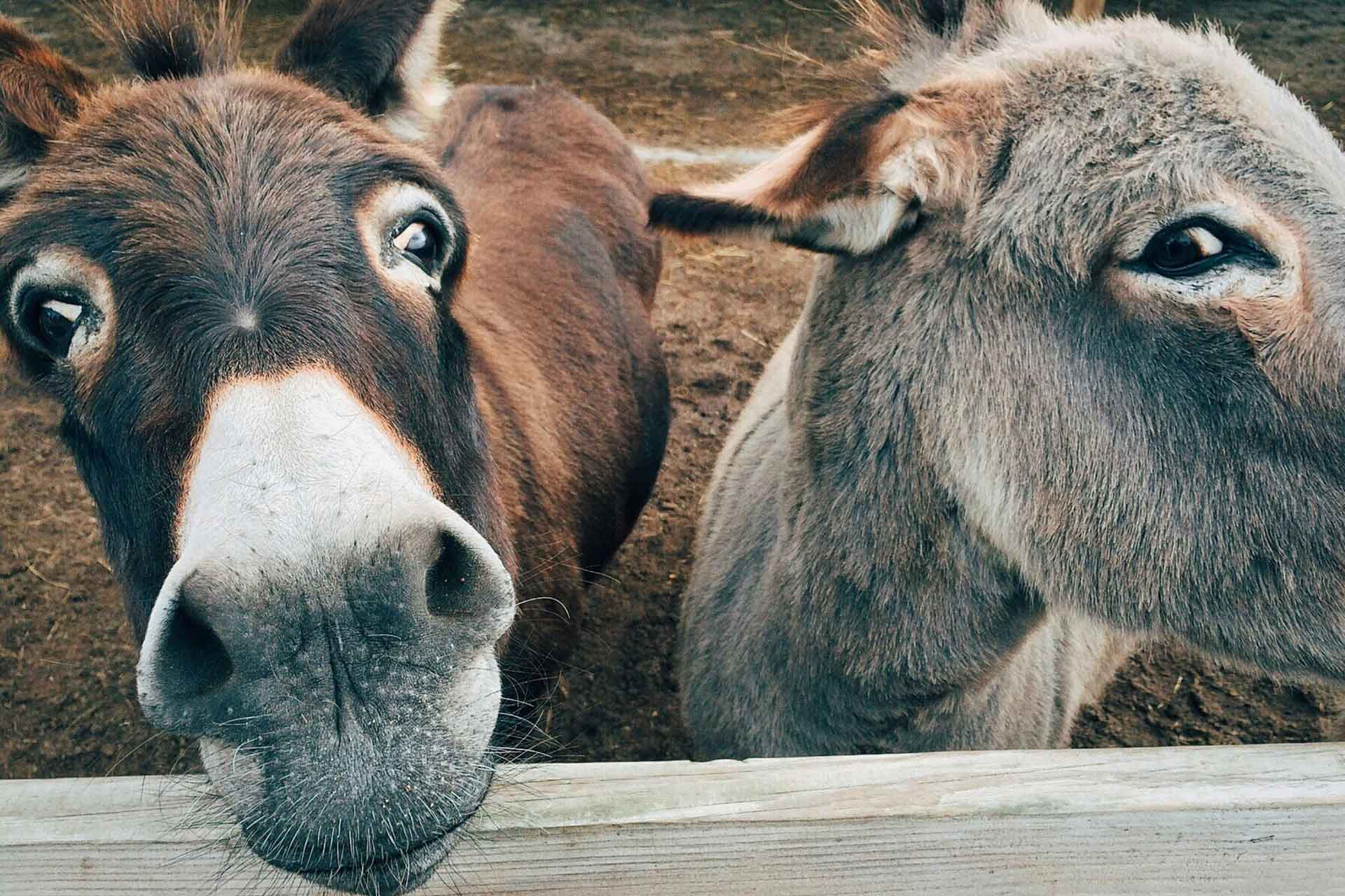 Association La Forêt Animée - Ânes de bât