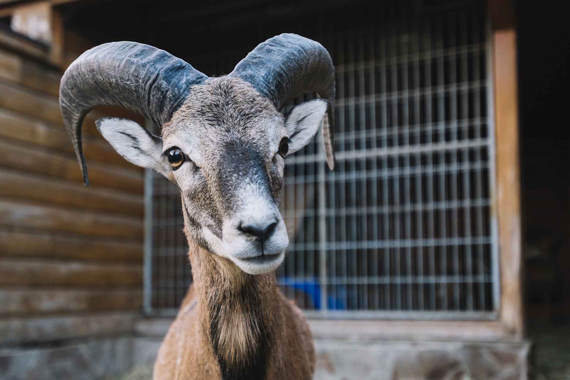 La Ferme de Xéfosse