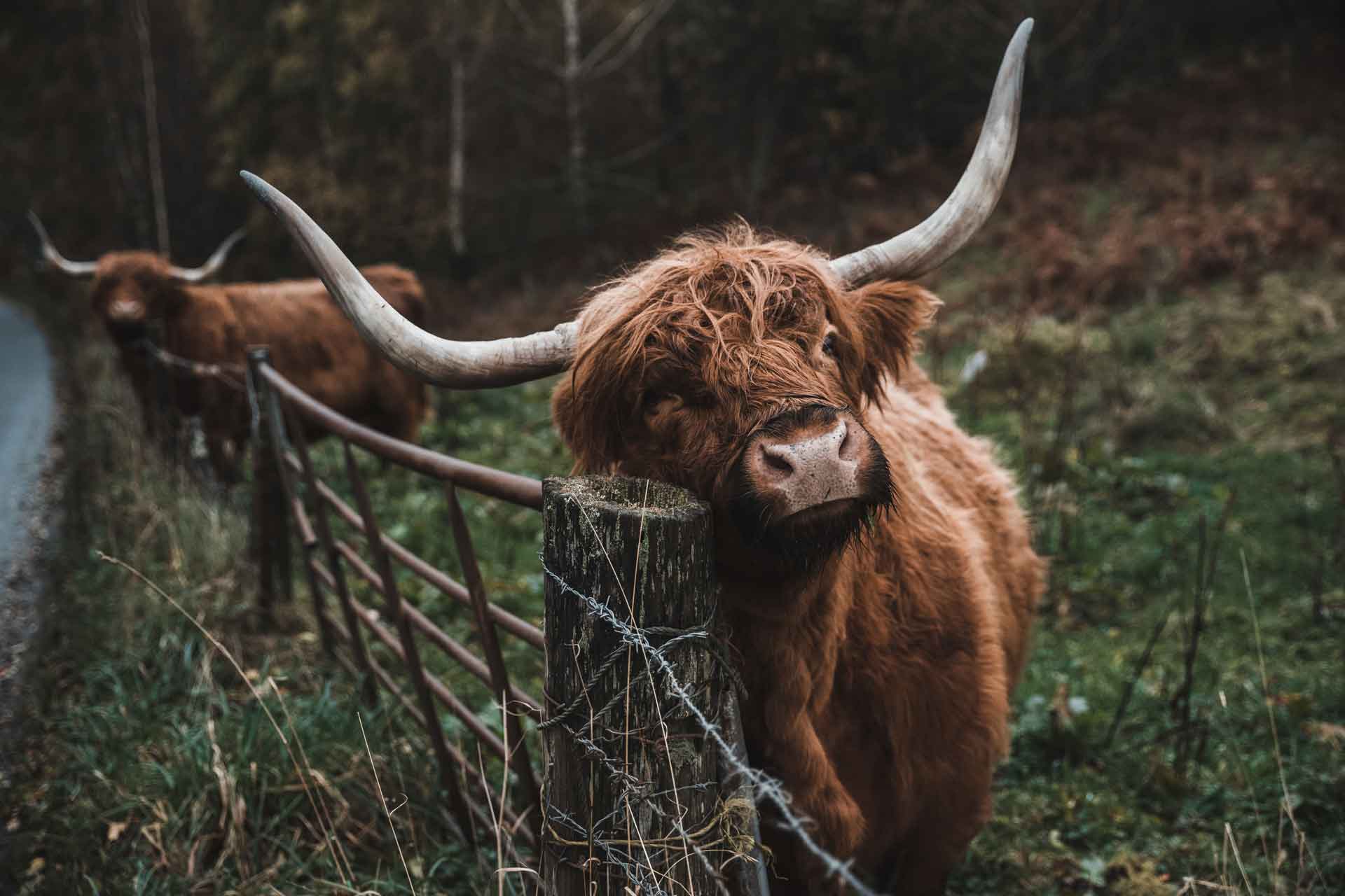 L’Élevage Les Highlands de Hautgoutte