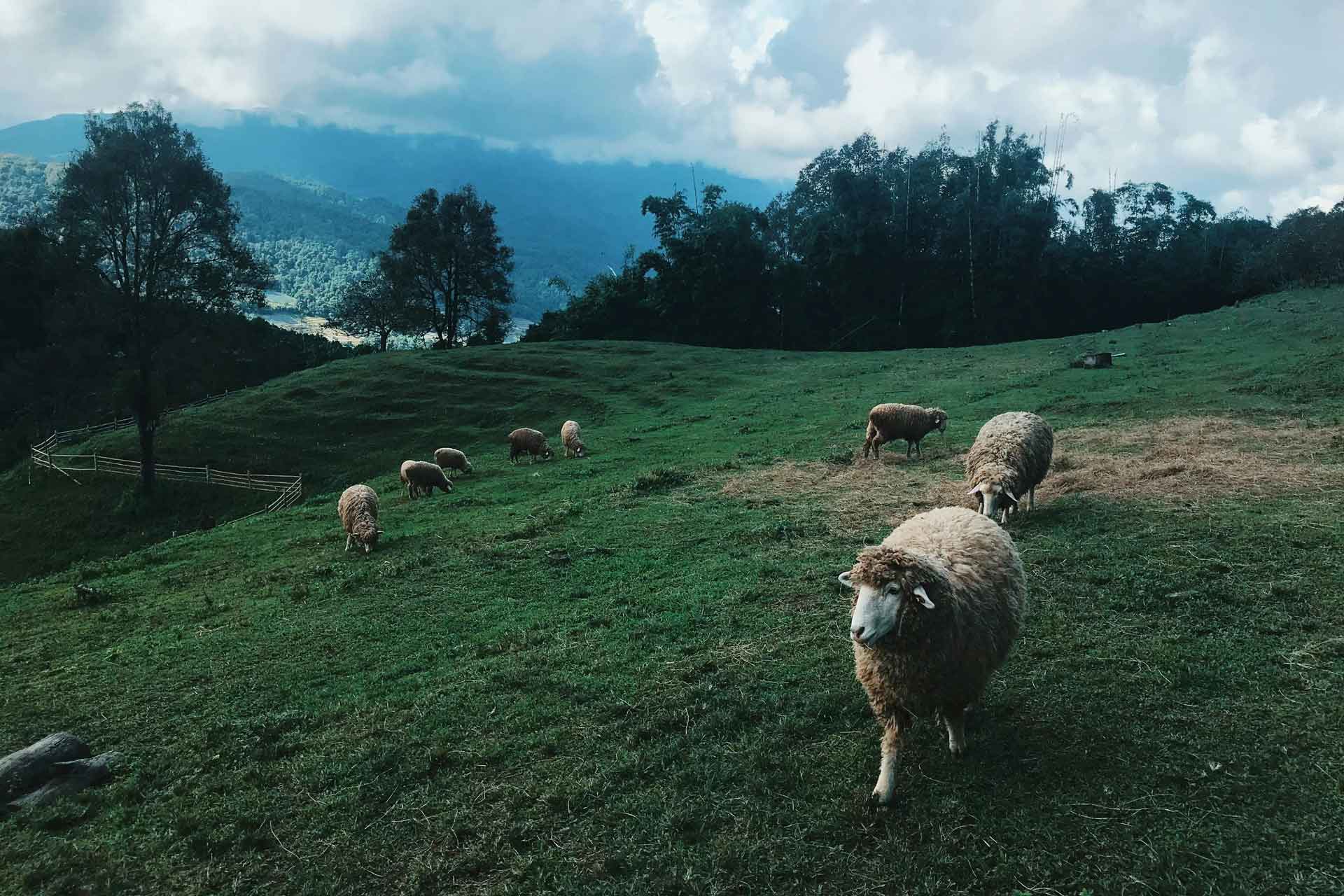 La Bergerie de Straiture